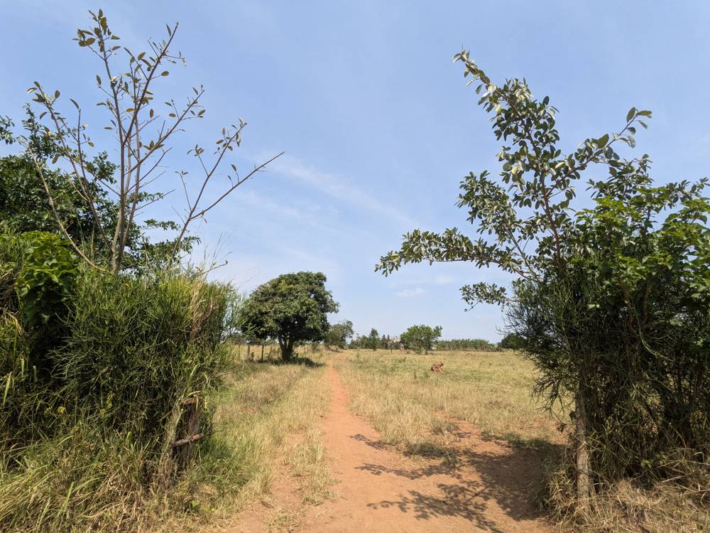 45 Acres of Farmland for Sale in Nakaseke (Katale ka Messe)